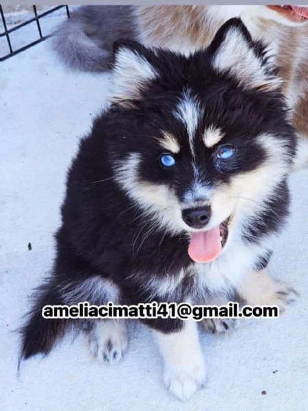 cucciolo di pomsky disponibile!