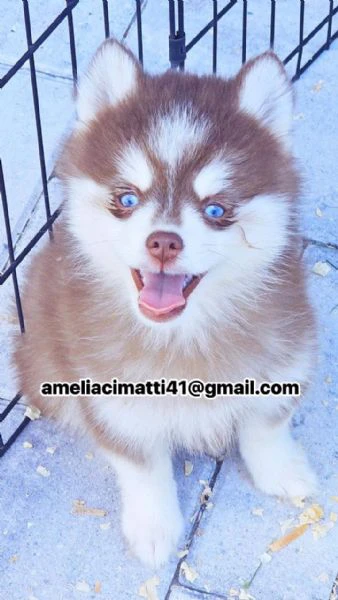 cucciolo di pomsky disponibile...