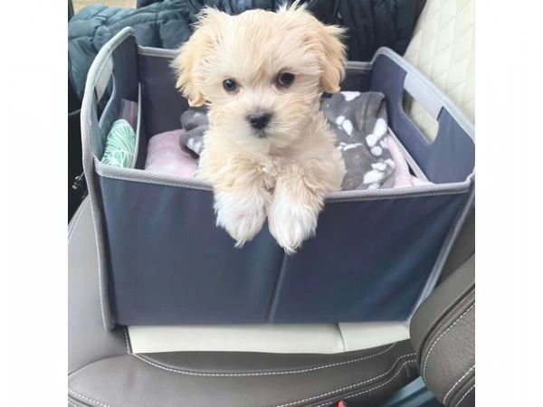 dolci cuccioli di maltipoo allevati in casa