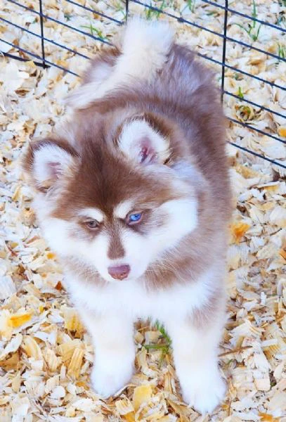 cuccioli di pomsky disponibili per l'adozione | Foto 2