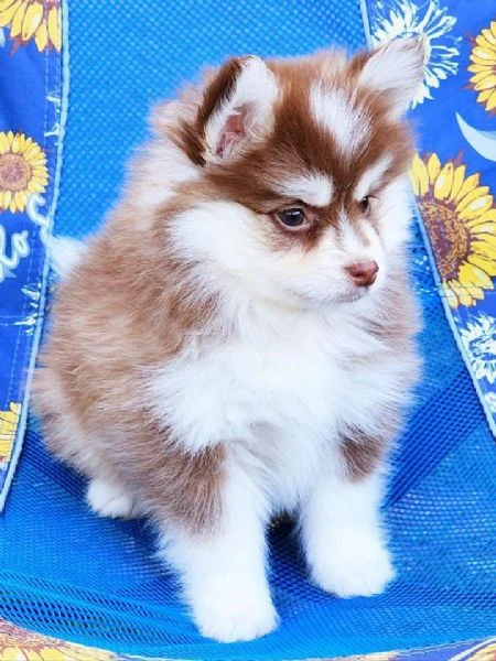 cuccioli di pomsky disponibili per l'adozione | Foto 1
