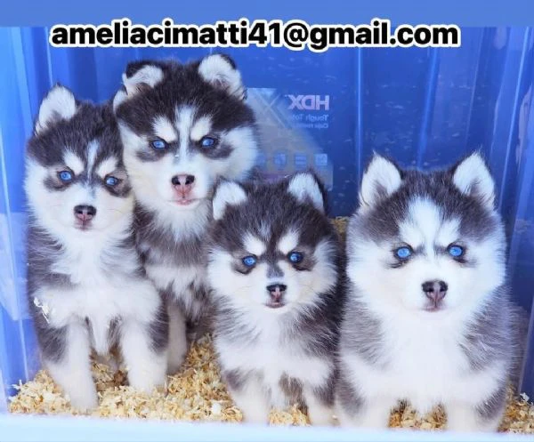 cucciolo di pomsky disponibile