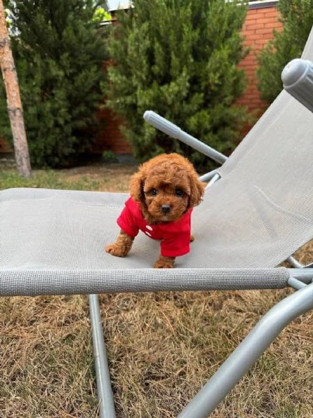 cuccioli di barboncino toy disponibili per l'adozione