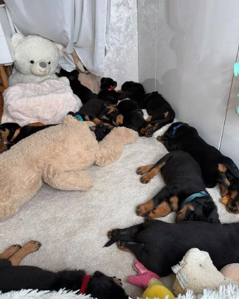 cucciolo di rottweiler disponibile per adozione | Foto 5