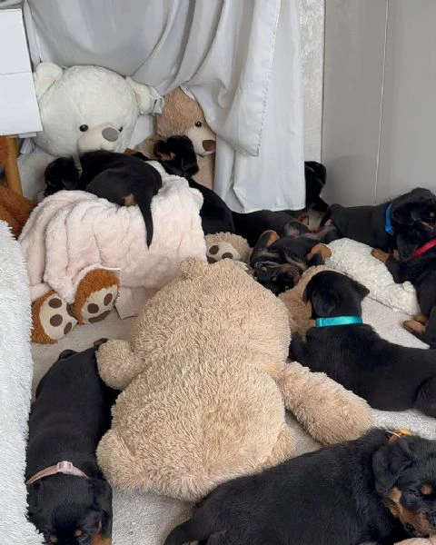 cucciolo di rottweiler disponibile per adozione | Foto 4