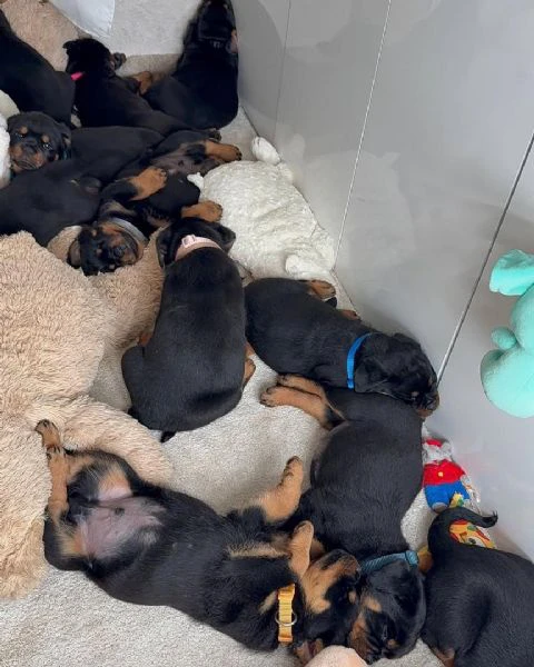 cucciolo di rottweiler disponibile per adozione | Foto 3