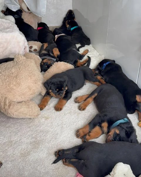 cucciolo di rottweiler disponibile per adozione | Foto 2