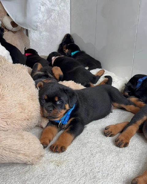 cucciolo di rottweiler disponibile per adozione