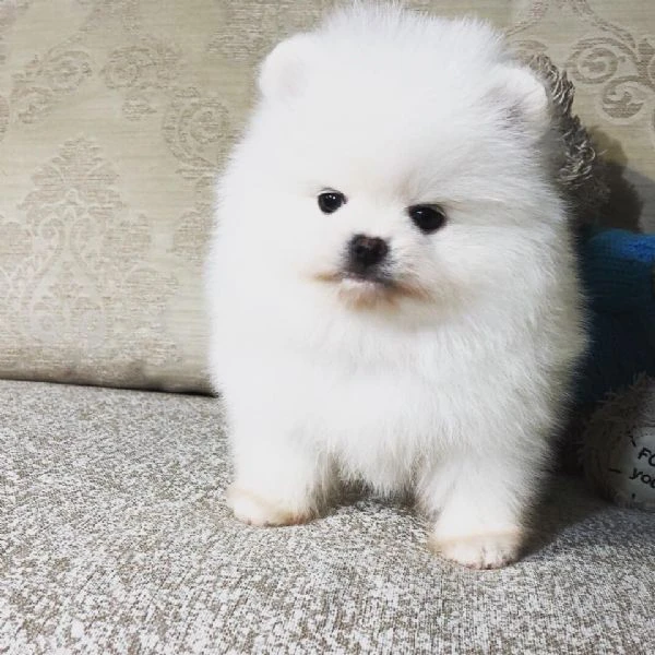 pomerania nani maschi che femmine | Foto 0