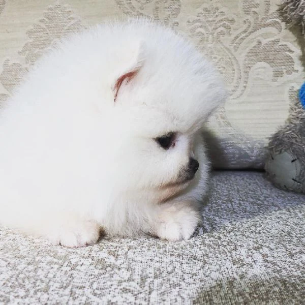 pomerania nani maschi che femmine