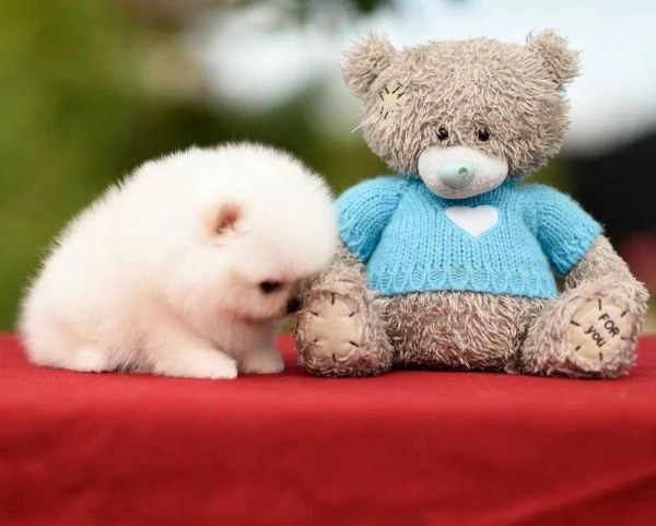 cuccioli pomerania toy | Foto 0