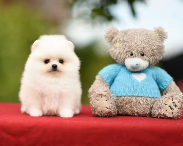 cuccioli pomerania toy