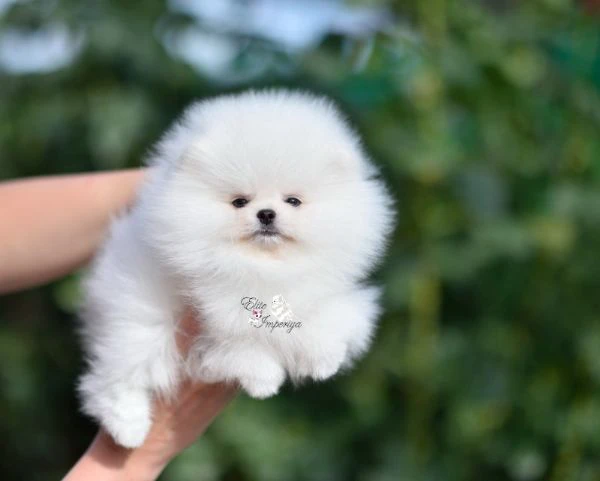 spitz pomerania toy di 3 mesi