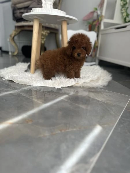 barboncini – cuccioli toy e mini | Foto 4