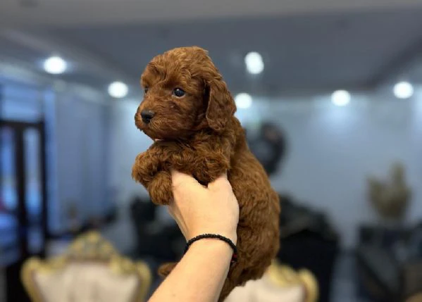 barboncini – cuccioli toy e mini | Foto 0