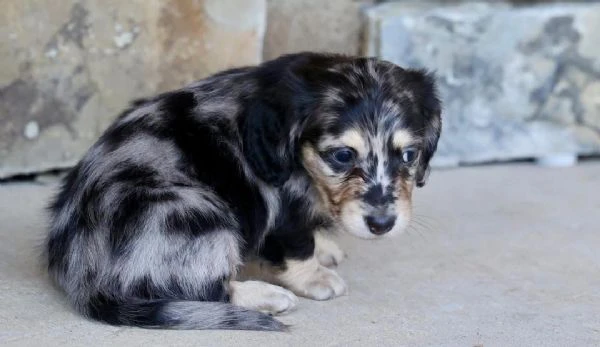 cucciolo di bassotto disponibile per l'adozione
