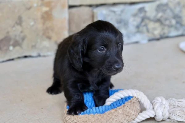 cucciolo di bassotto disponibile per l'adozione!