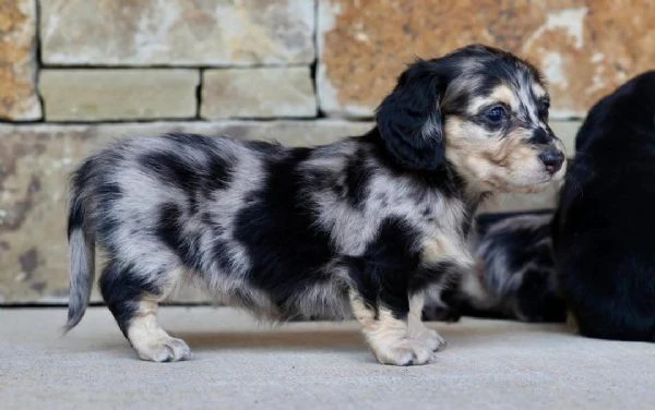 cucciolo di bassotto disponibile per l'adozione...