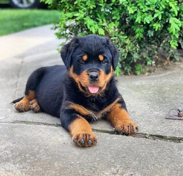 cucciolo di rottweiler in cerca di adozione..