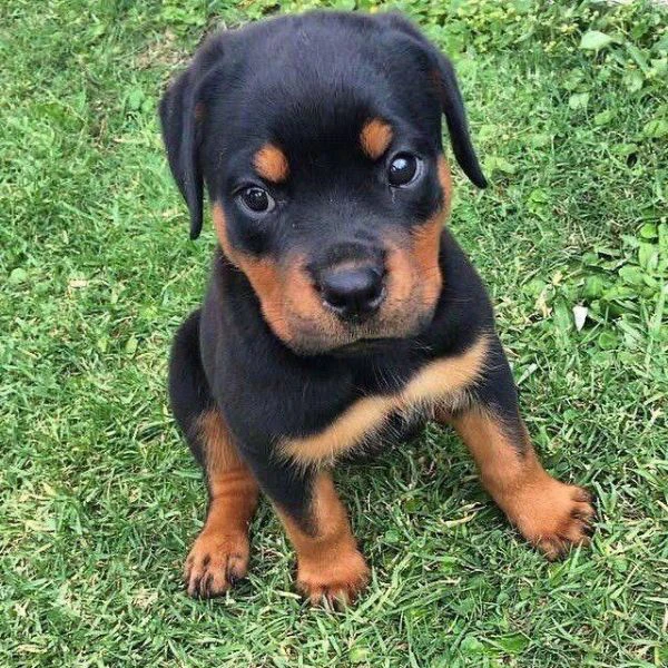 cucciolo di rottweiler in cerca di adozione