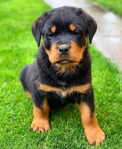 cucciolo di rottweiler in cerca di adozione..