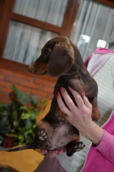 bassotto – bellissimi cuccioli | Foto 1