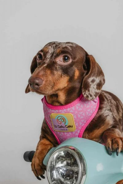 bassotto – bellissimi cuccioli