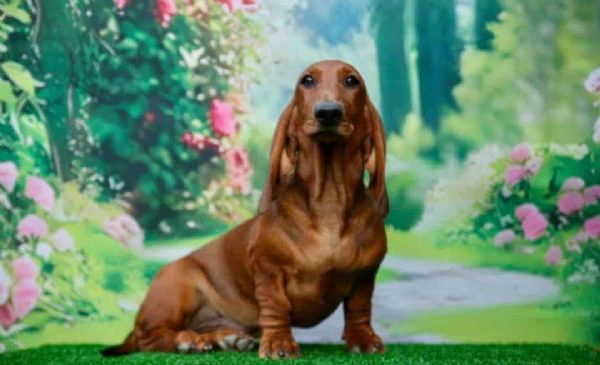 bassotto – bellissimi cuccioli | Foto 0