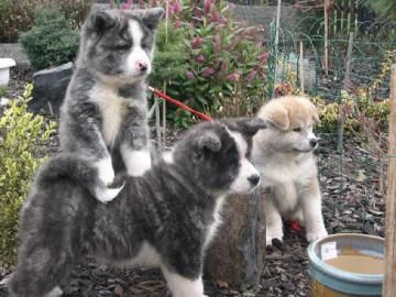bellissimi cuccioli di akita inu | Foto 0