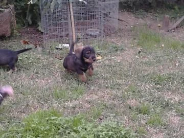 bellissimi cuccioli di bassotto | Foto 1