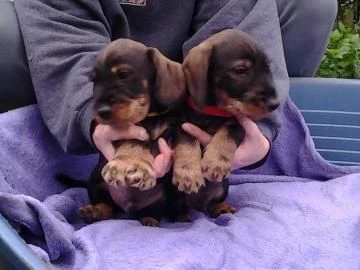 bellissimi cuccioli di bassotto | Foto 0