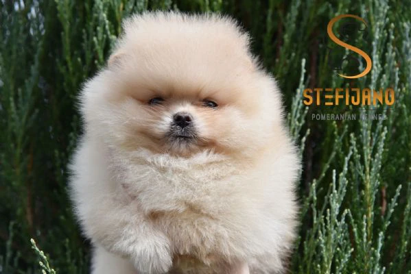orsetti pomeranian boo, cuccioli di spitz pomerania | Foto 6