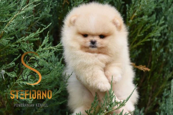 orsetti pomeranian boo, cuccioli di spitz pomerania | Foto 5
