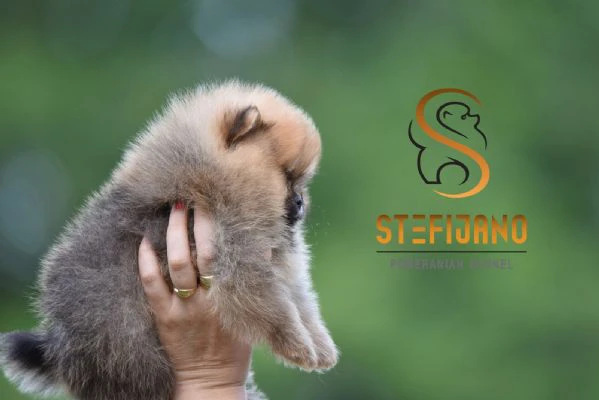 orsetti pomeranian boo, cuccioli di spitz pomerania | Foto 4