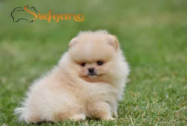 orsetti pomeranian boo, cuccioli di spitz pomerania | Foto 3