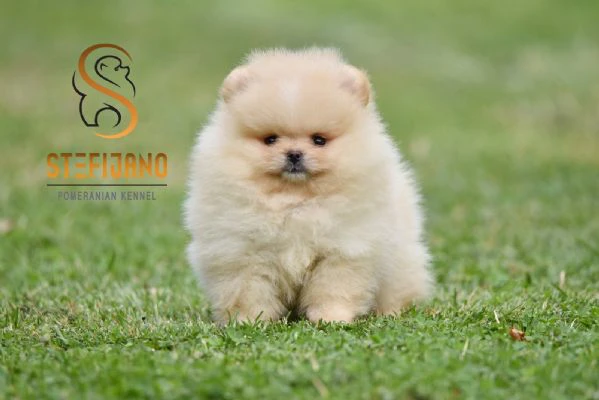orsetti pomeranian boo, cuccioli di spitz pomerania | Foto 2