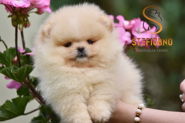 orsetti pomeranian boo, cuccioli di spitz pomerania