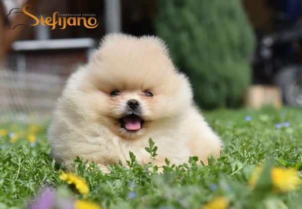 orsetti pomeranian boo, cuccioli di spitz pomerania | Foto 1