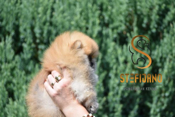 orsetti pomeranian boo, cuccioli di spitz pomerania | Foto 0