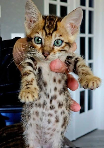 gatto del bengala disponibile per l'adozione | Foto 4
