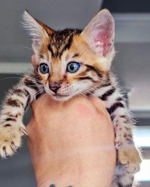 gatto del bengala disponibile per l'adozione | Foto 3