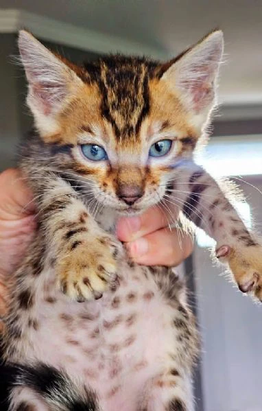 gatto del bengala disponibile per l'adozione | Foto 2