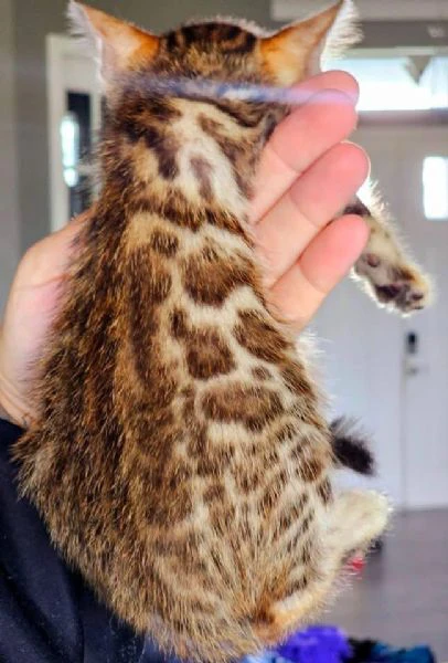 gatto del bengala disponibile per l'adozione | Foto 1