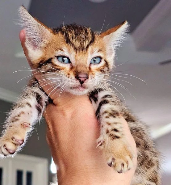 gatto del bengala disponibile per l'adozione