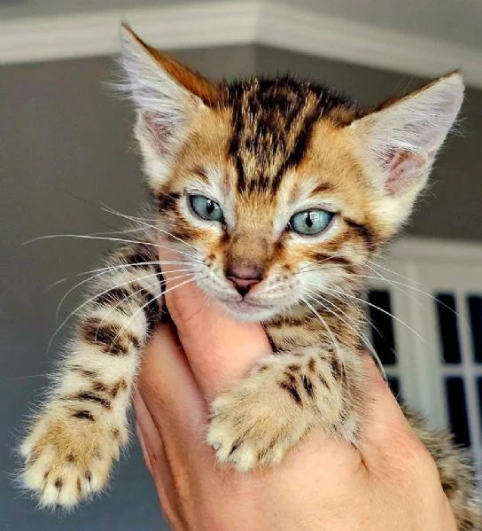 gatto del bengala disponibile per l'adozione | Foto 0