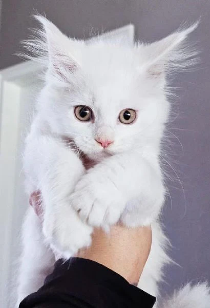gattini maine coon disponibili per l'adozione