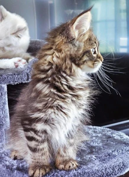 gattini maine coon disponibili per l'adozione | Foto 4