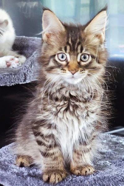 gattini maine coon disponibili per l'adozione | Foto 3