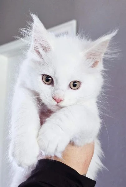 gattini maine coon disponibili per l'adozione | Foto 2