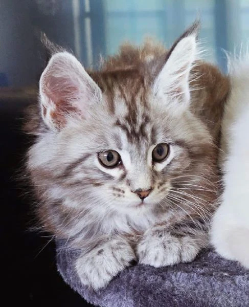 gattini maine coon disponibili per l'adozione | Foto 1